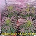 Hemmy Black (Kingdom Organic Seeds)