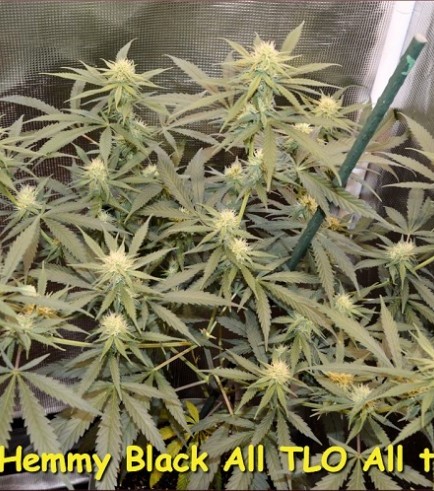 Hemmy Black (Kingdom Organic Seeds)