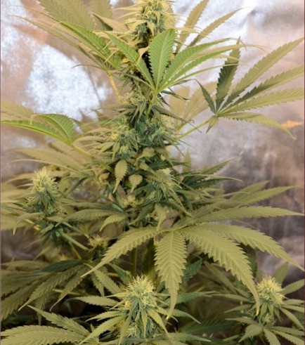 Hemmy Black (Kingdom Organic Seeds)