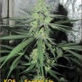 Black Poison (Kingdom Organic Seeds)