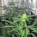 Black Poison (Kingdom Organic Seeds)