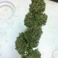 Black Poison (Kingdom Organic Seeds)