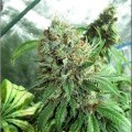 Dark Dragon (Kingdom Organic Seeds)