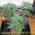 Dark Dragon (Kingdom Organic Seeds)