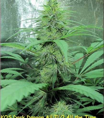 Dark Dragon (Kingdom Organic Seeds)