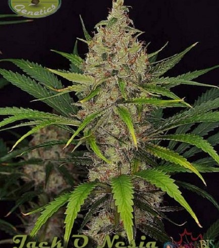 Jack O Nesia (Karma Genetics)