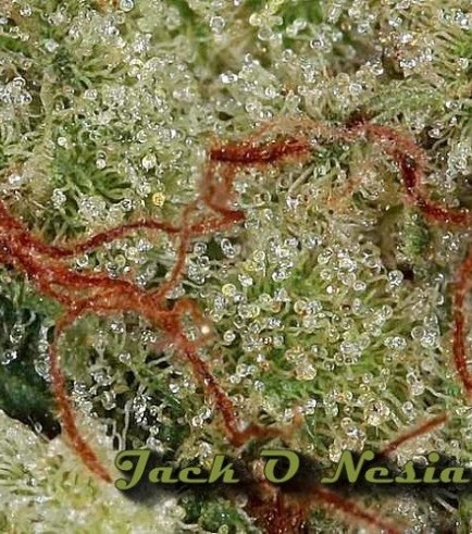 Jack O Nesia (Karma Genetics)