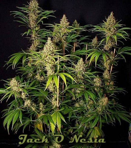 Jack O Nesia (Karma Genetics)