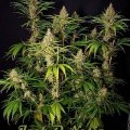 Jack O Nesia (Karma Genetics)