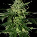 Romulan Kush (Next Generation Seed Company)