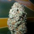 Romulan Kush (Next Generation Seed Company)