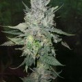 Romulan Kush (Next Generation Seed Company)