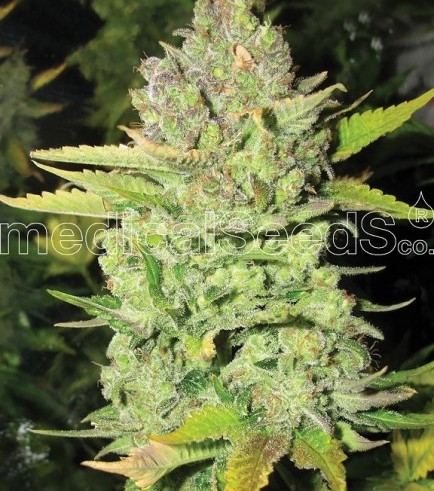 Devil Fruit (Medical Seeds)