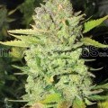 Devil Fruit (Medical Seeds)