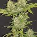 Critical Super Silver Haze (Delicious Seeds)