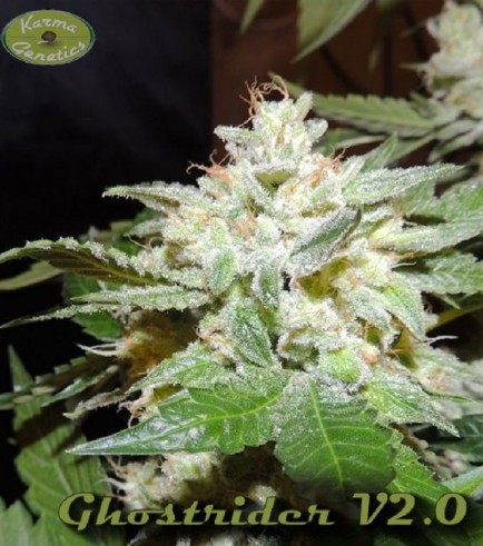 Ghostrider (Karma Genetics)