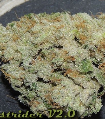 Ghostrider (Karma Genetics)