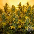 Top 44 (Homegrown Fantaseeds)