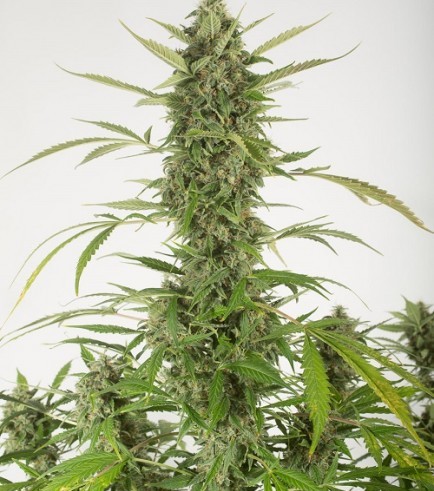 Bubba Kush Autoflowering (Dinafem)