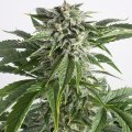 Bubba Kush Autofloraison (Dinafem)