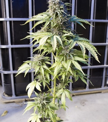 Bubba Kush Autofloraison (Dinafem)