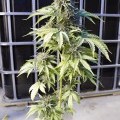 Bubba Kush Autofloraison (Dinafem)