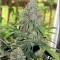 Candyman Haze (Kingdom Organic Seeds)