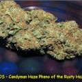 Candyman Haze (Kingdom Organic Seeds)