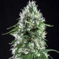 Super Silver Bilbo (Genehtik Seeds)