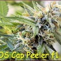Cap Peeler (Kingdom Organic Seeds)