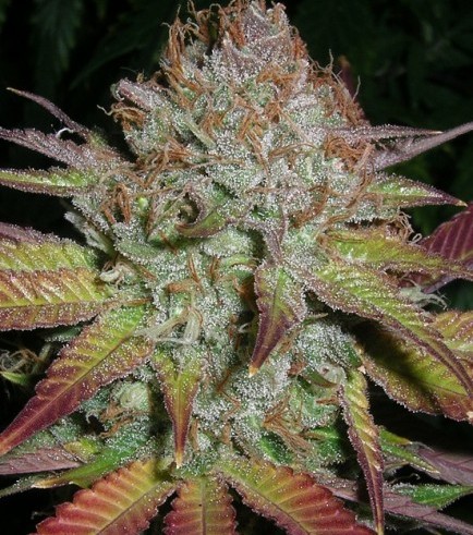 Grapefruit Diesel (Next Generation Seed Company)