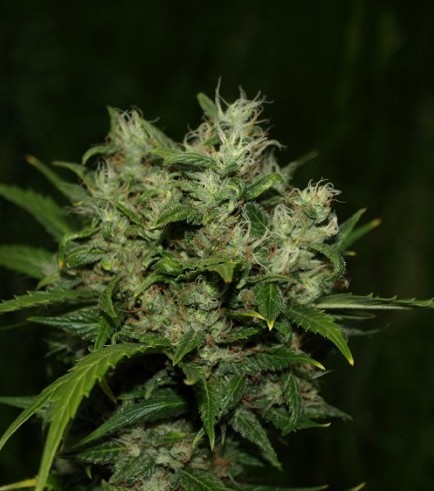 Grapefruit Diesel (Next Generation Seed Company)