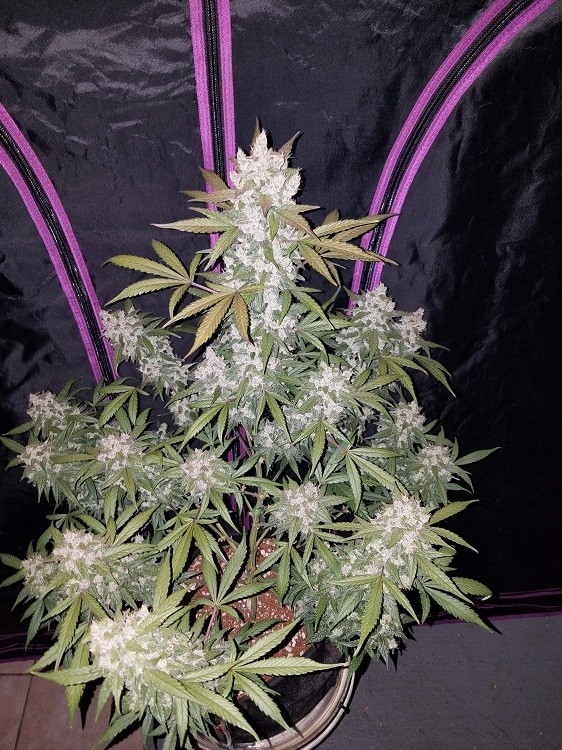 Girl Scout Cookies Autoflowering - Strain Information - CannaConnection