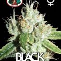 Black Cheese (Big Buddha Seeds)