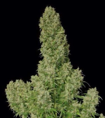 Guillotine (French Touch Seeds)