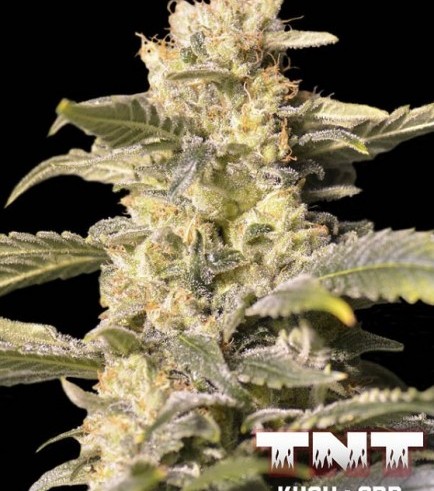 TNT Kush CBD (Eva Seeds)