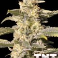 TNT Kush CBD (Eva Seeds)