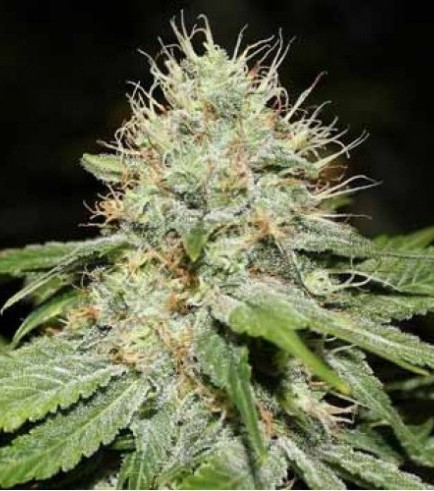 Sweet 'N Sour Indoor (Spliff Seeds)