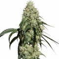 Nagual (Medical Marijuana Genetics)