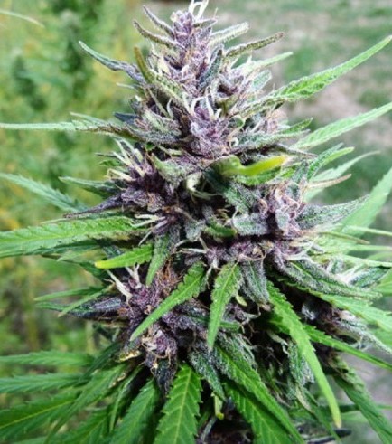 Master Hemp (Medical Marijuana Genetics)