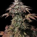 Landysh (VIP Seeds)