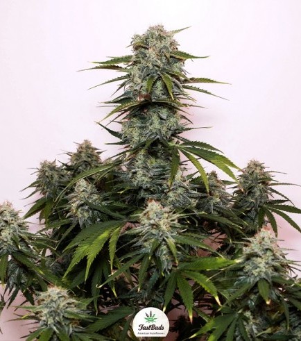 Tangie'matic (Fast Buds)