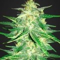 Lemon AK Autofloreciente (Fast Buds)