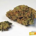 Amnesia Lemon (420.pixels)