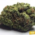 Big Buddha Cheese (420.pixels)