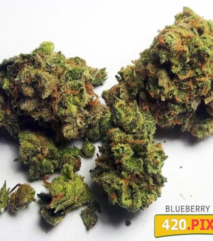 Blueberry Haze (420.pixels)