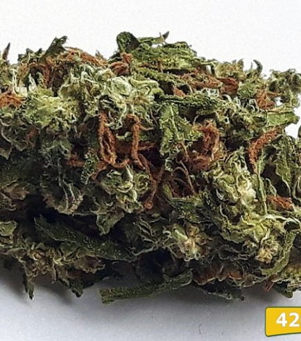 Rare feminized weed for beginners