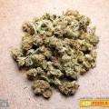 Jamaican Lambsbread (420.pixels)