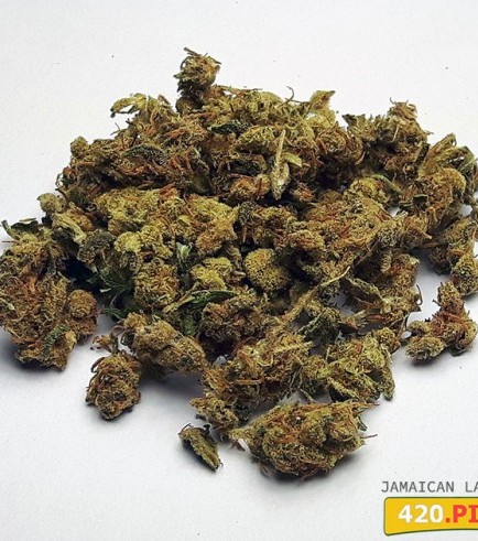 Jamaican Lambsbread (420.pixels)