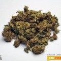 Jamaican Lambsbread (420.pixels)